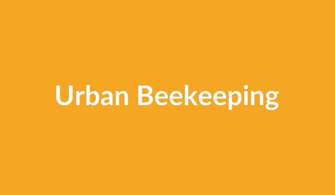 The Rise of Urban Beekeeping: Why City Dwellers Are Embracing the Hive